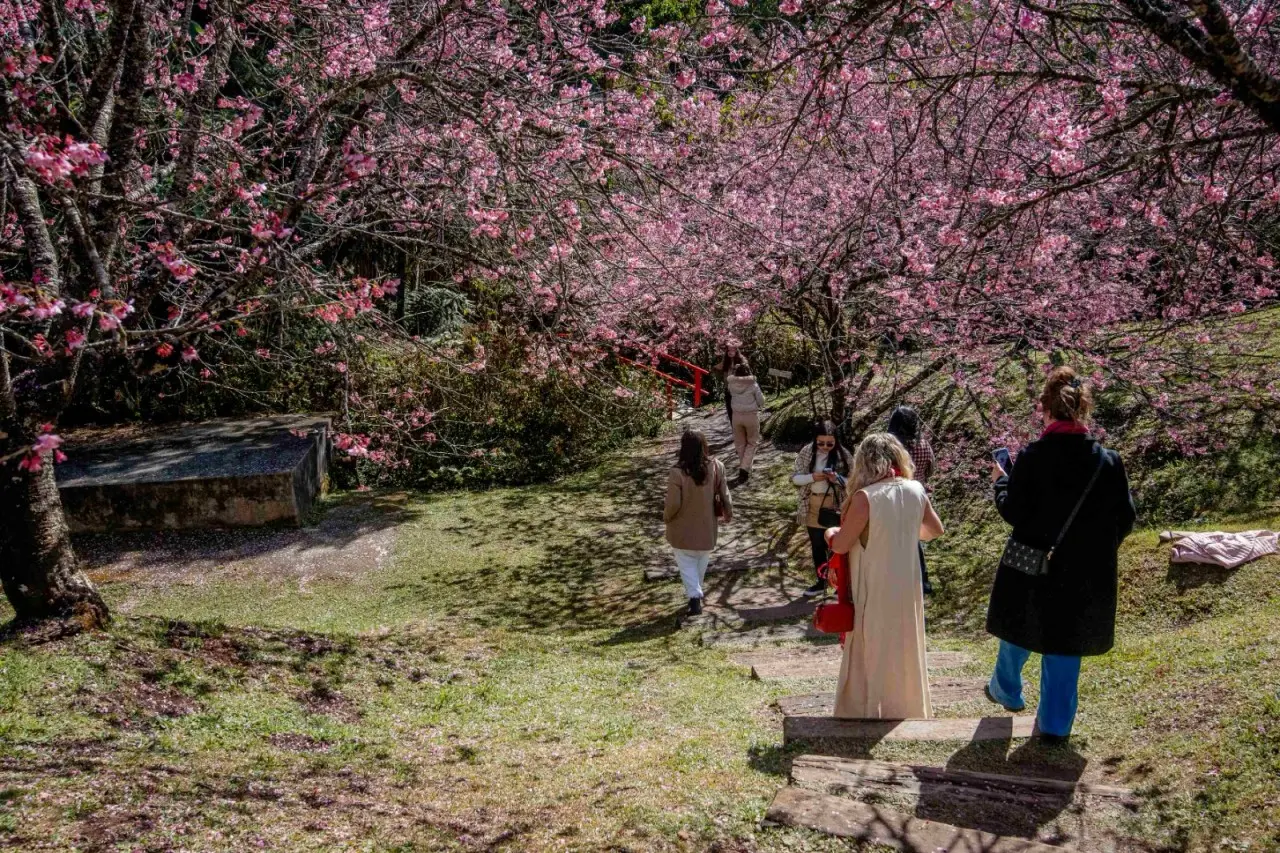 Parque da Cerejeira entra no auge da florada e amplia visitação durante a semana em Campos do Jordão