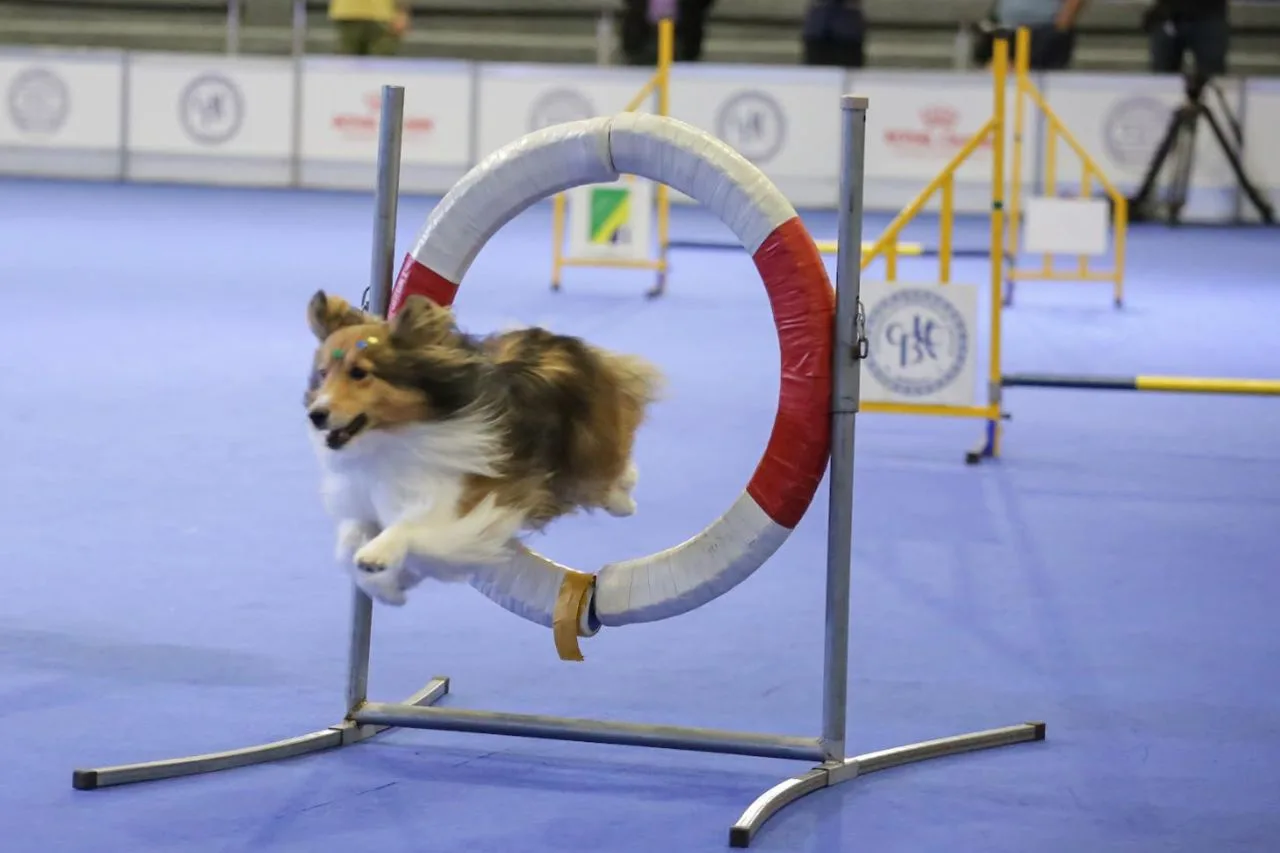 Taubaté Sedia as Olimpíadas CBKC, o Maior Evento de Esportes Caninos do Brasil