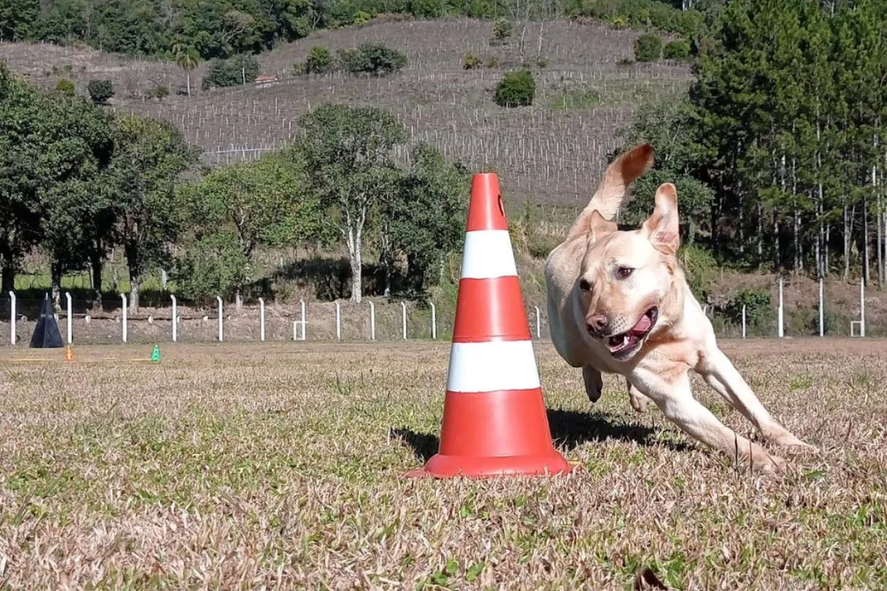 Taubaté Sedia as Olimpíadas CBKC, o Maior Evento de Esportes Caninos do Brasil