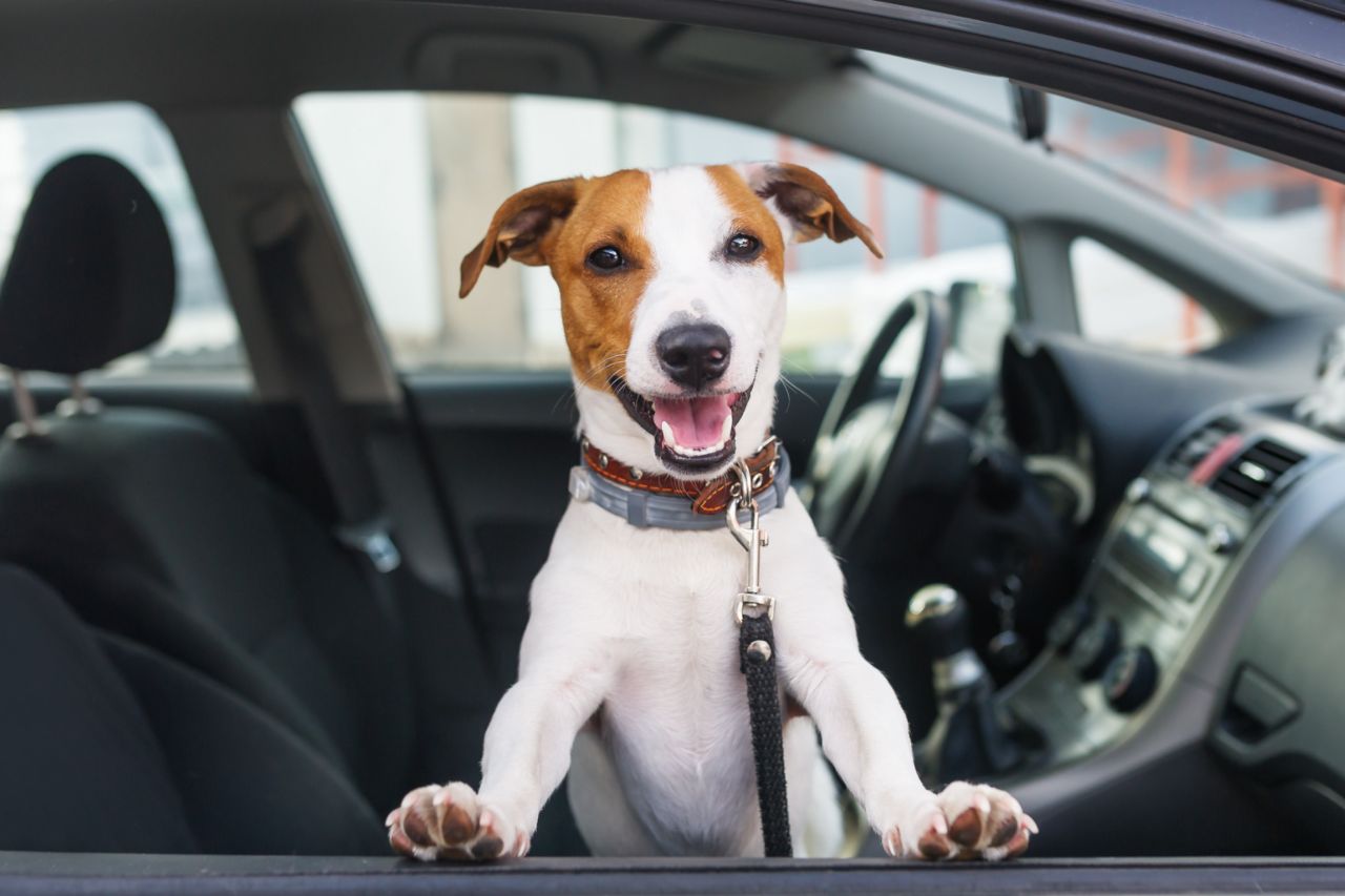 Turismo de SP mapeia destinos pet friendly