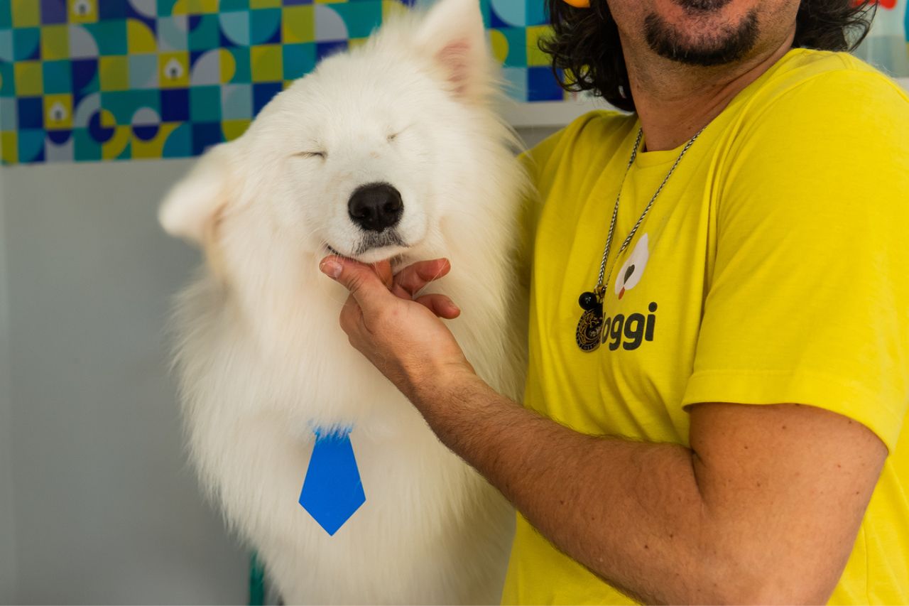 Com a chegada da primavera, descubra quais são os cuidados com a higiene e saúde do seu cachorro nesses dias