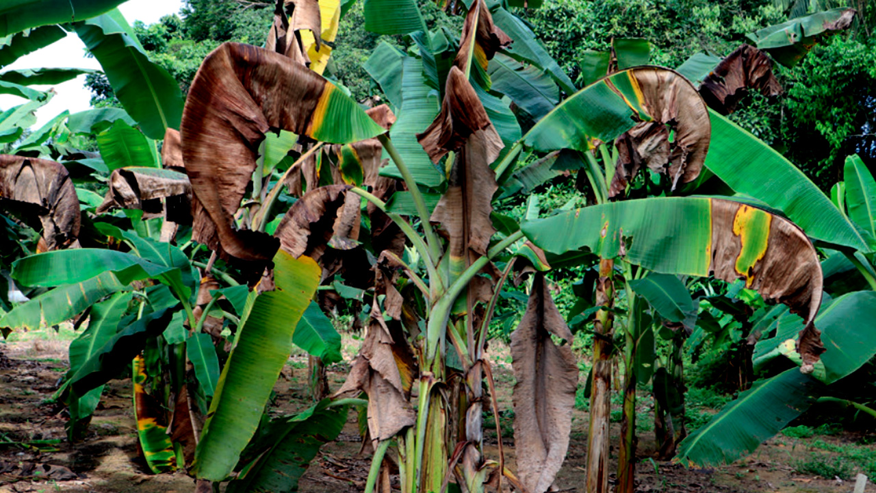 Equipe da Superintendência Federal de Agricultura de São Paulo percorre bananais para prevenir pragas