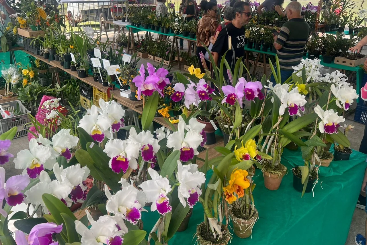 Orquídeas em bancadas de uma edição anterior da exposição em Caraguatatuba