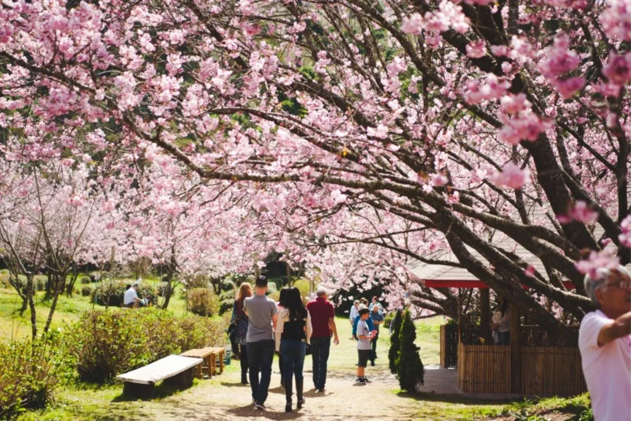 52ª Festa da Cerejeira em Flor de Campos do Jordão 2023 se Encerra Nesse Fim de Semana