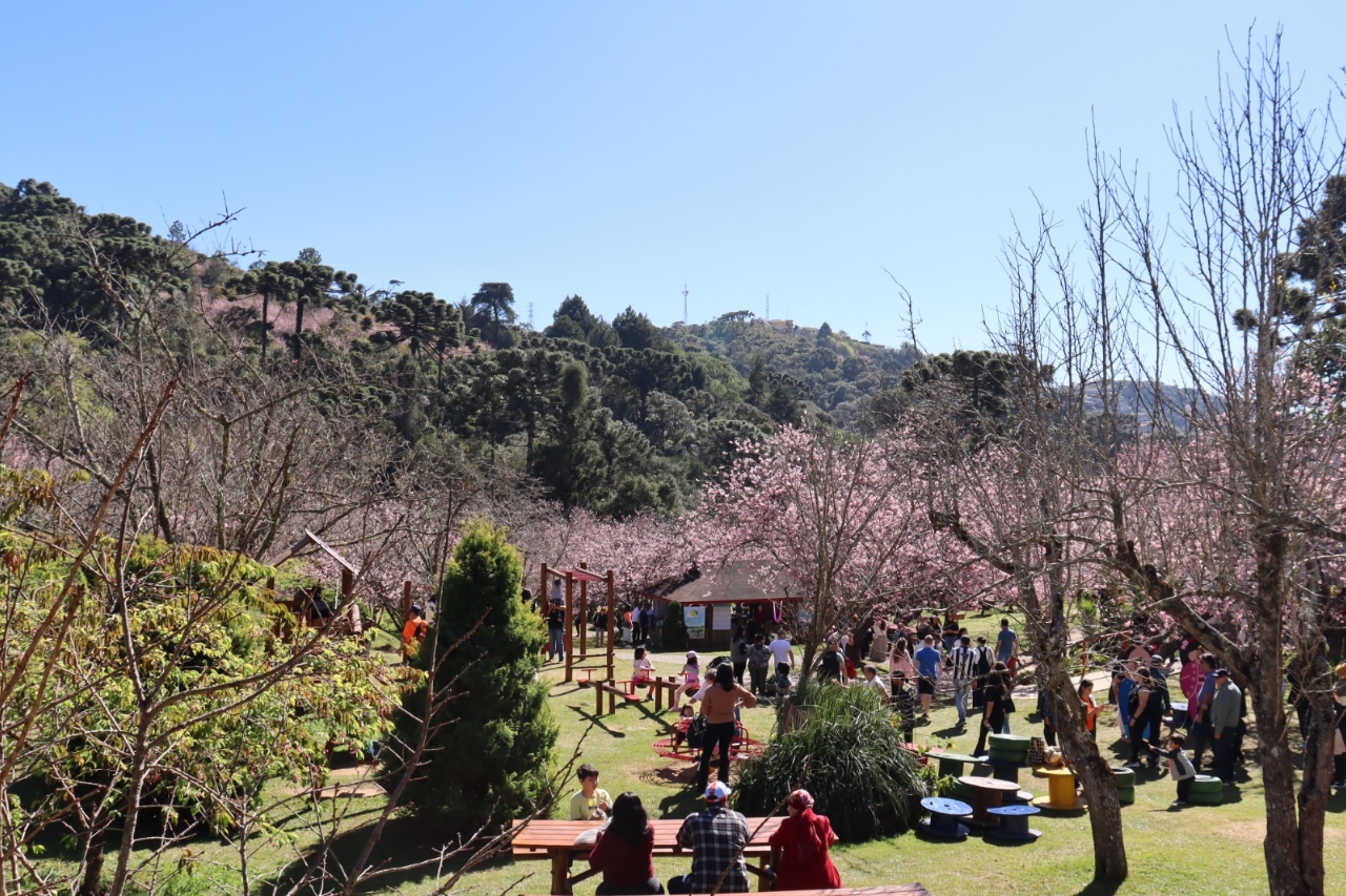 Campos do Jordão Recebe a 1ª Edição da Festeja Campos no Parque da Cerejeira neste Final de Semana