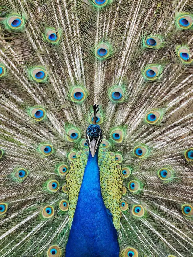 Fazendinha Toriba