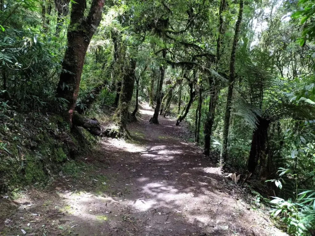 Parque das Cerejeiras