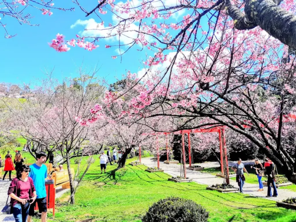 Parque das Cerejeiras