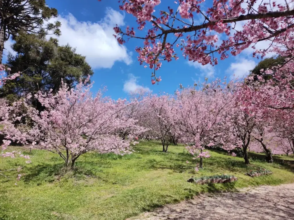 Parque das Cerejeiras