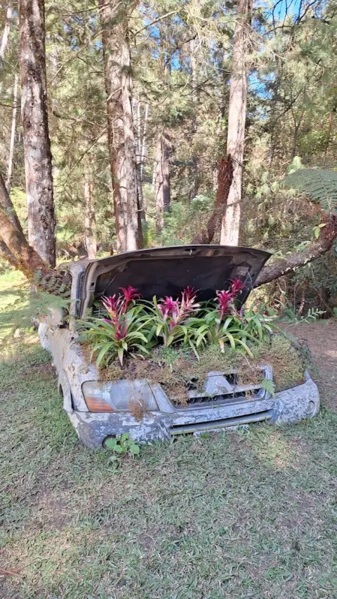 Parque Bambuí