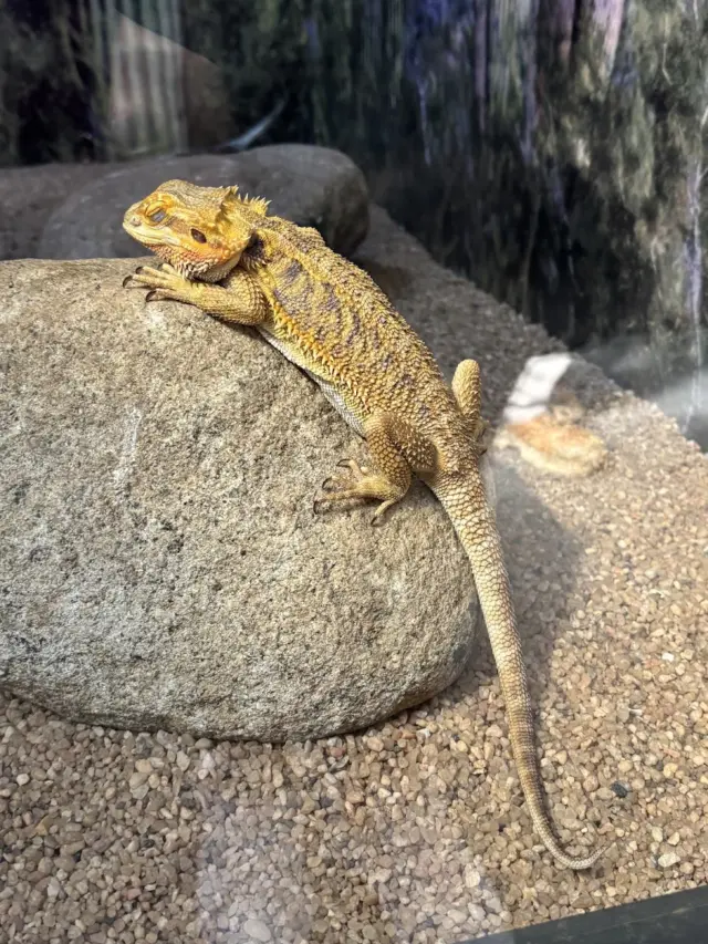 Animais Incríveis Campos do Jordão