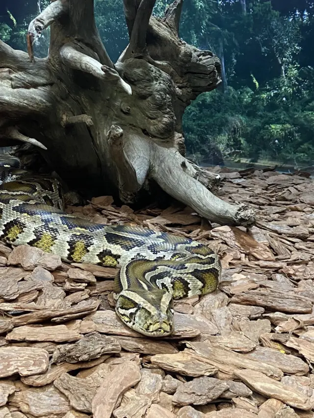 Animais Incríveis Campos do Jordão