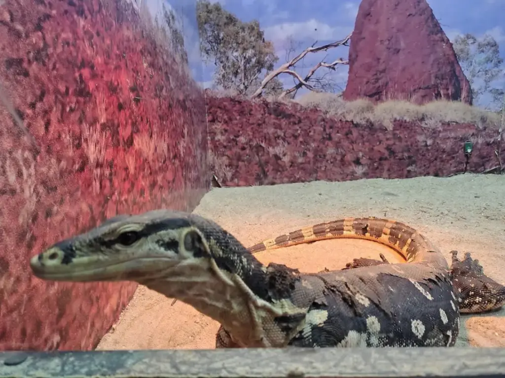Animais Incríveis Campos do Jordão