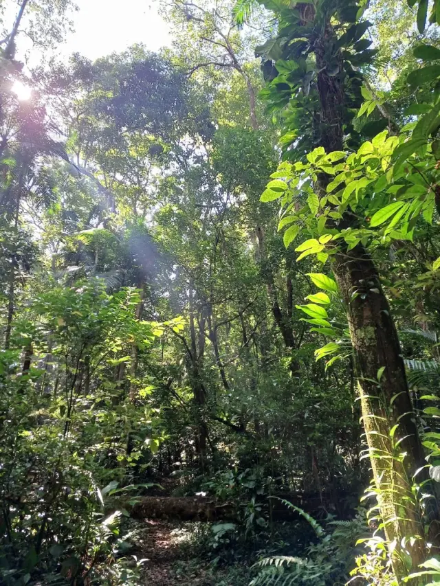 Parque Estadual da Serra do Mar – Núcleo Caraguatatuba