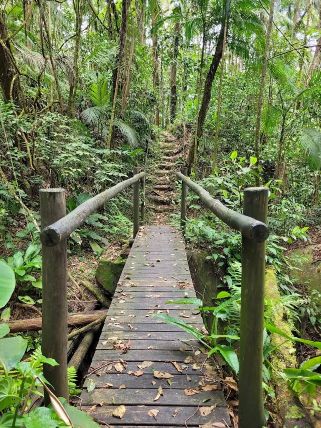 Parque Estadual da Serra do Mar – Núcleo Caraguatatuba