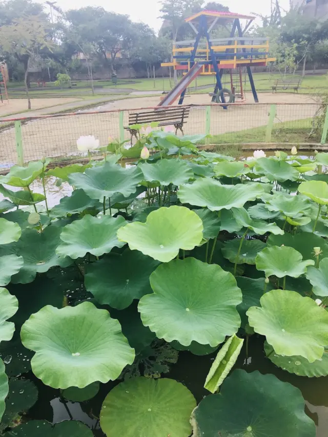 Parque da Cidade de Jacareí