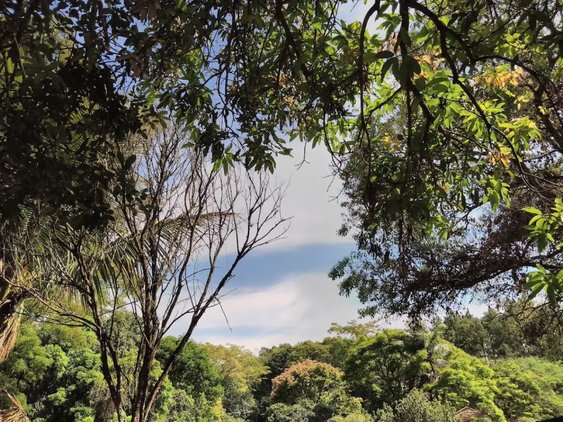 Floresta Nacional de Lorena