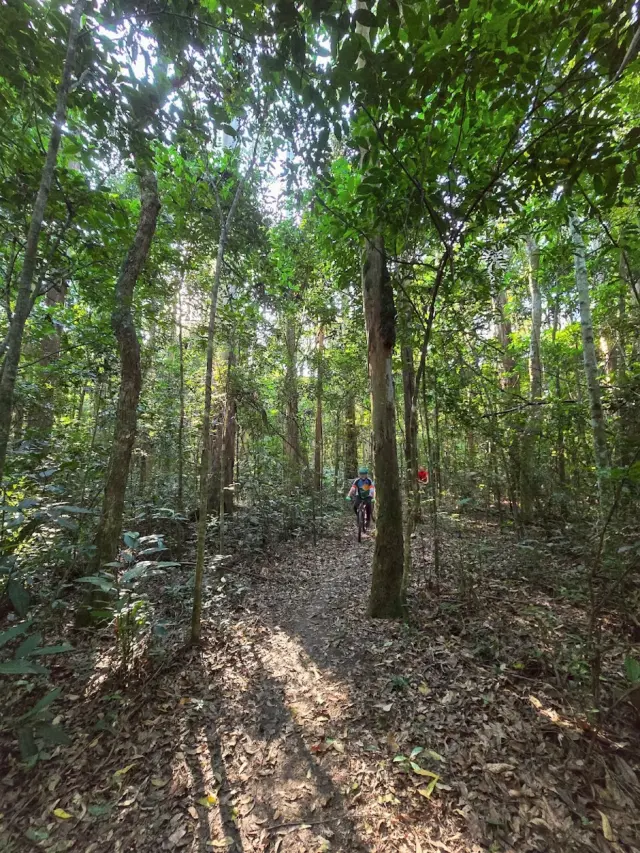 Floresta Nacional de Lorena