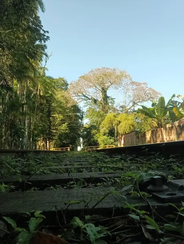 Floresta Nacional de Lorena