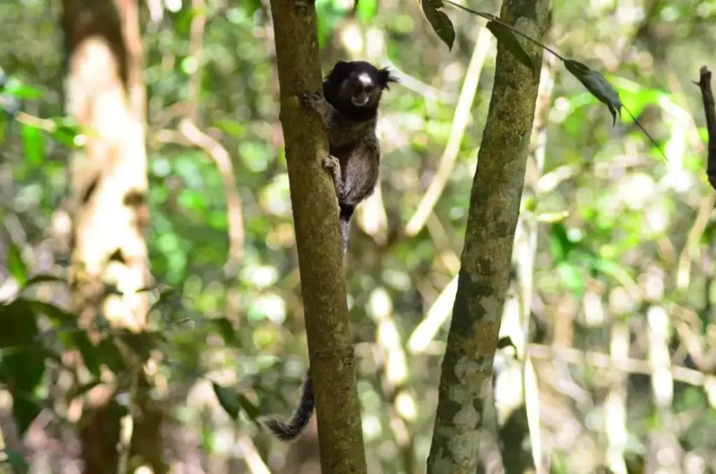 Floresta Nacional de Lorena
