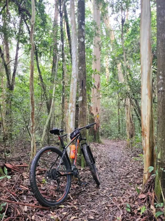 Floresta Nacional de Lorena