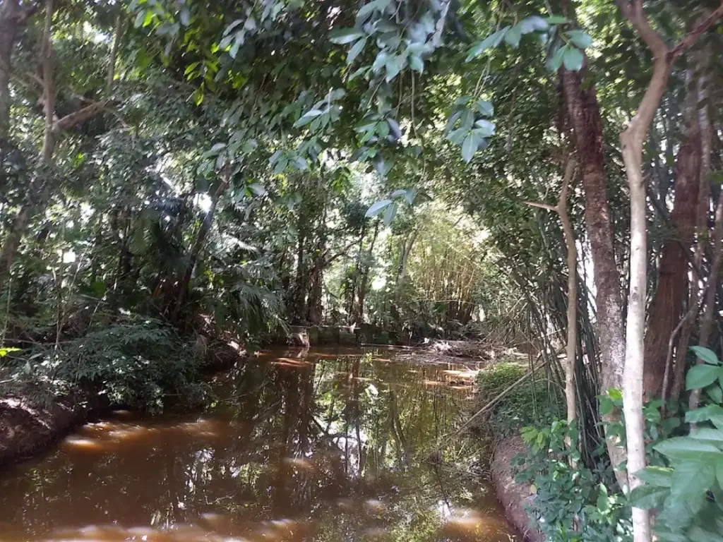 Floresta Nacional de Lorena