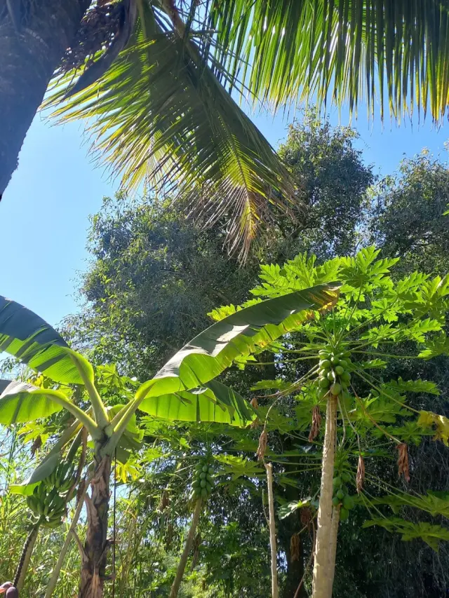 Floresta Nacional de Lorena