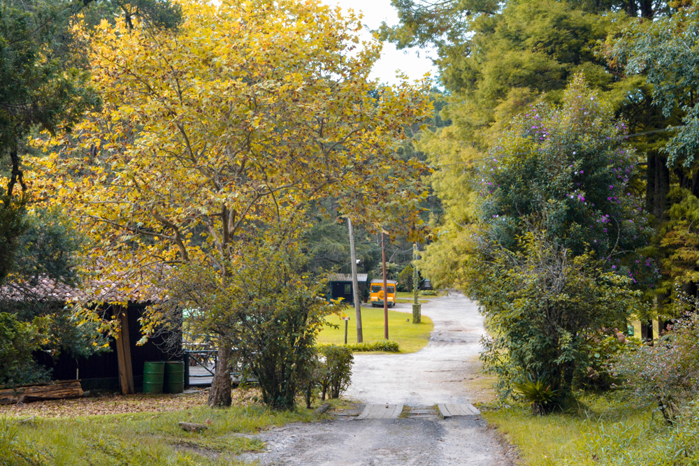 horto-florestal-campos-do-jordao