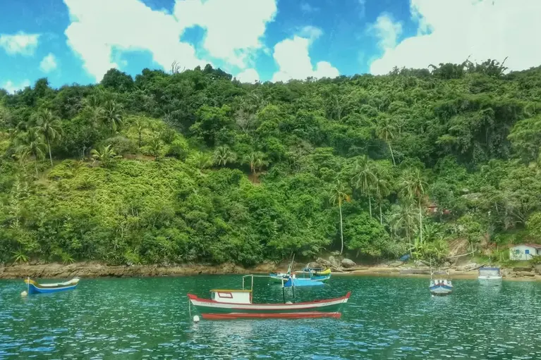 Ilhabela abre Bird Week com programação gratuita de observação de aves