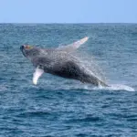 São Sebastião mira baixa temporada com eventos, casamentos e turismo de baleias