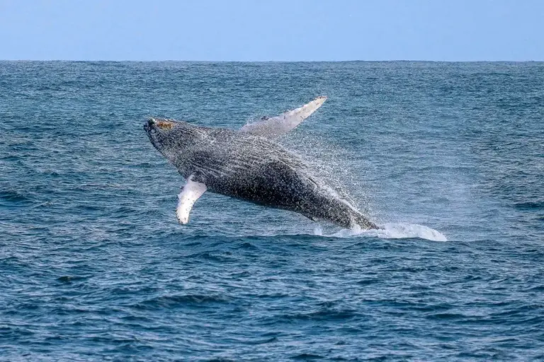 São Sebastião mira baixa temporada com eventos, casamentos e turismo de baleias