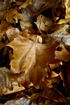 Folhas Outono em Campos do Jordão