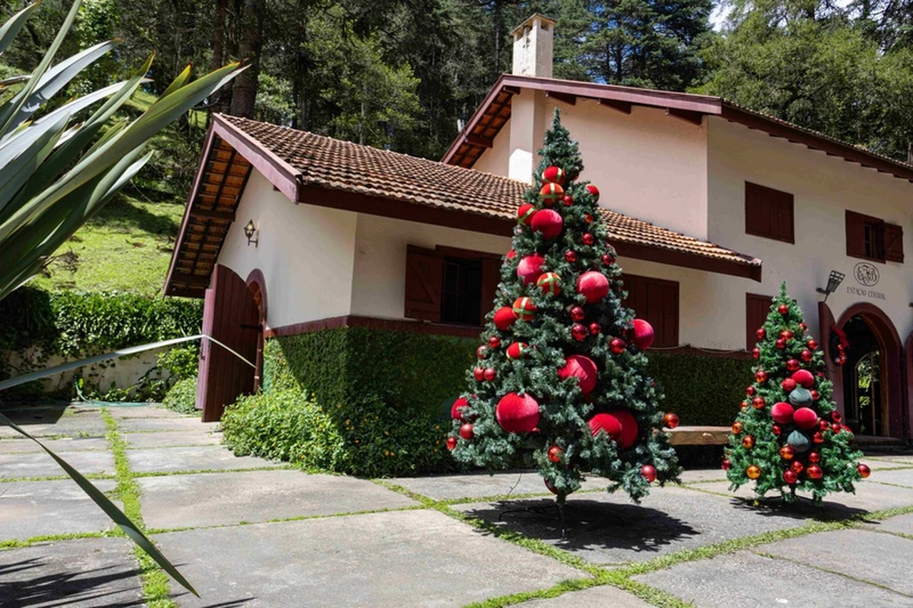 Árvores de Natal decoradas ao lado de uma construção no Parque Bambuí.