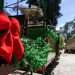 Parque Bambuí abre Natal com Papai Noel e Maria-Fumaça decorada em Campos do Jordão