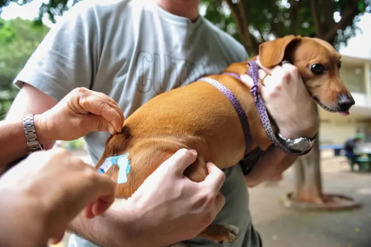 Cão com coleira sendo segurado durante atendimento veterinário, em imagem ilustrativa de arquivo.