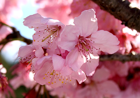 Cerejeira em Flor - Parque Sakura Home - Foto: Cristiano Tomaz
