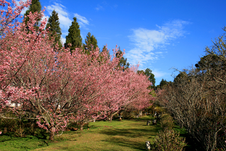 Cerejeira em Flor - Parque Sakura Home - Foto: Cristiano Tomaz
