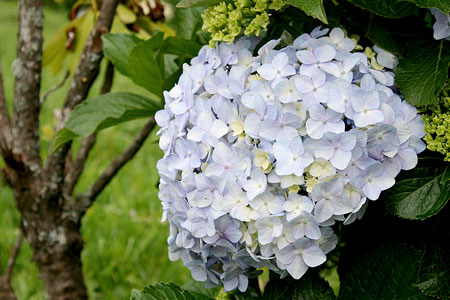 Hortênsia em Campos do Jordão 2012