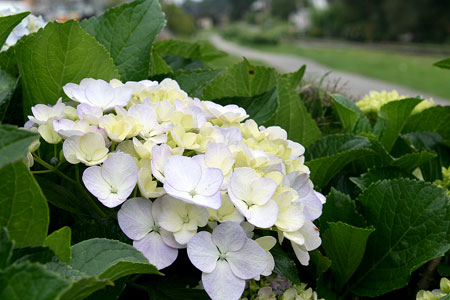 Hortênsia em Campos do Jordão 2012