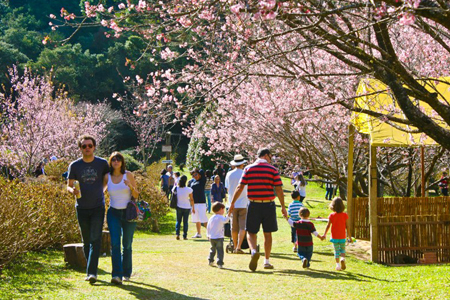 Festa da Cerejeira em Flor em Campos do Jordão