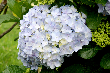 Festa das Hortênsias em Campos do Jordão