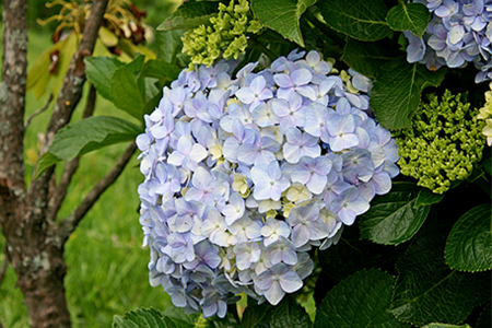 Festa das Hortênsias 2014