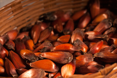 Festa do Pinhão 2014 em Campos do Jordão