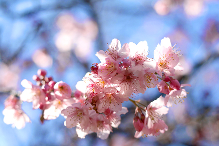 Festa da Cerejeira Campos do Jordão