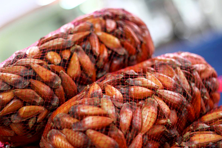 Festa do Pinhão em Campos do Jordão