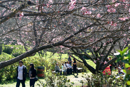Festa da Cerejeira em Flor de Campos do Jordão