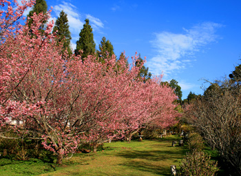 Parque das Cerejeiras Sacura Home