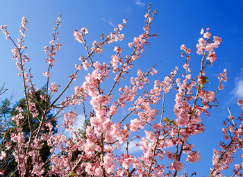 Cerejeira em Flor