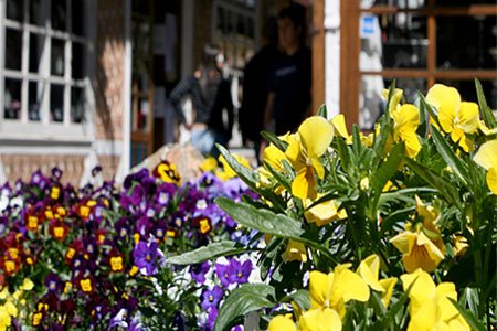 Primavera em Campos do Jordão