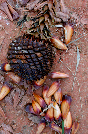 Festa do Pinhão em Campos do Jordão